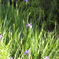 iris